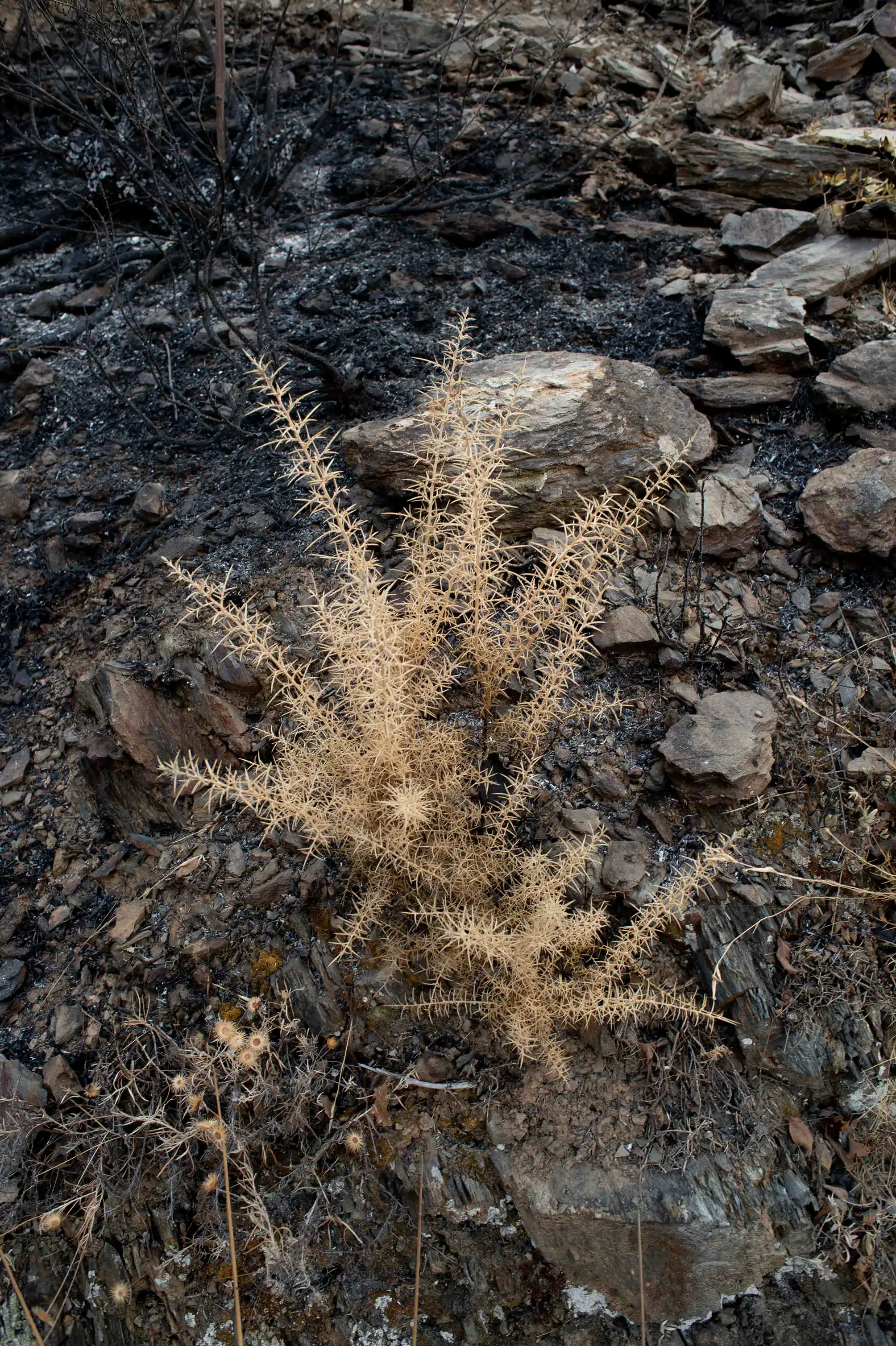 Le fruit du feu le fruit du feu/photos/14.webp